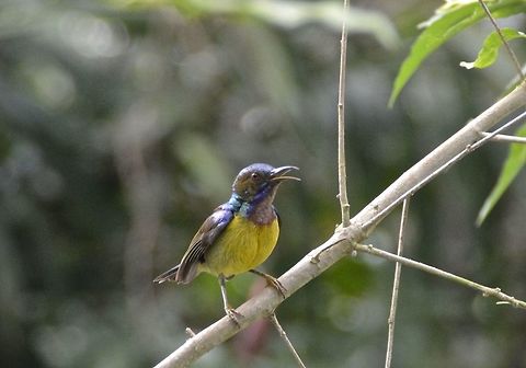 Olive-Backed Sunbird - Cinnyris jugularis  Bird,Cinnyris jugularis,Geotagged,Malaysia,Olive-backed Sunbird,Penang,Summer,Sunbird
