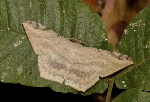 Geometrid Moth - Calletaera sp  Calletaera,Calletaera sp,Geometrid Moth,Geotagged,Malaysia,Moth,Penang,Summer