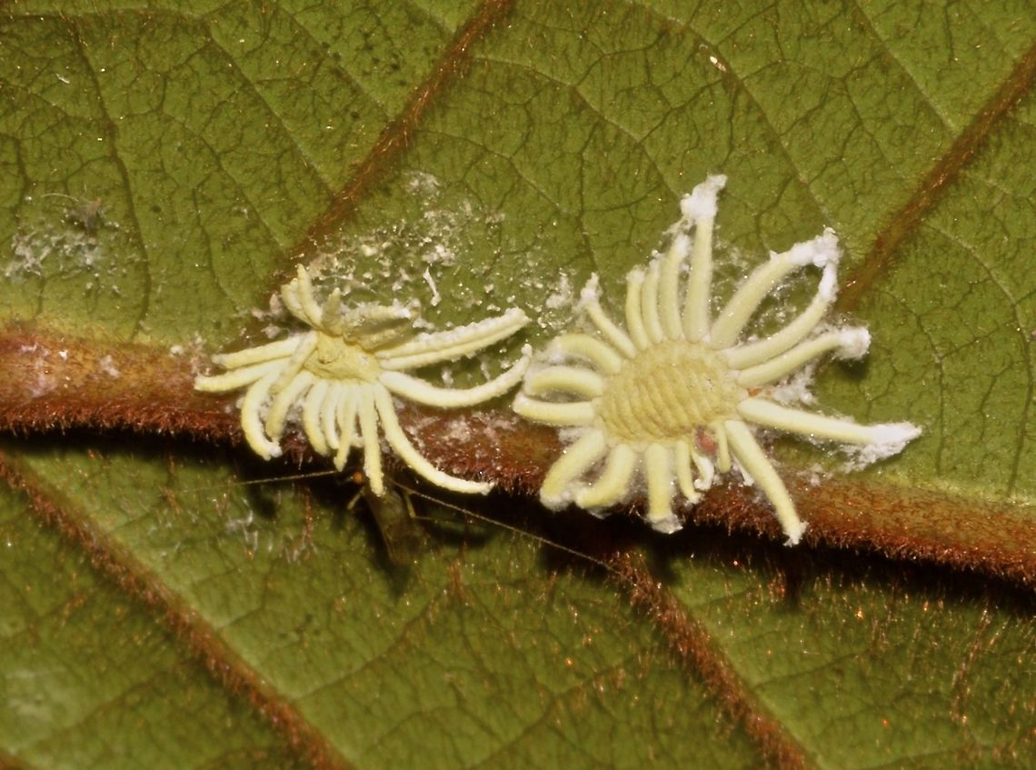 Scale/Mealy Bugs  Bug,Geotagged,Malaysia,Mealy Bug,Penang,Scale Bug,Summer