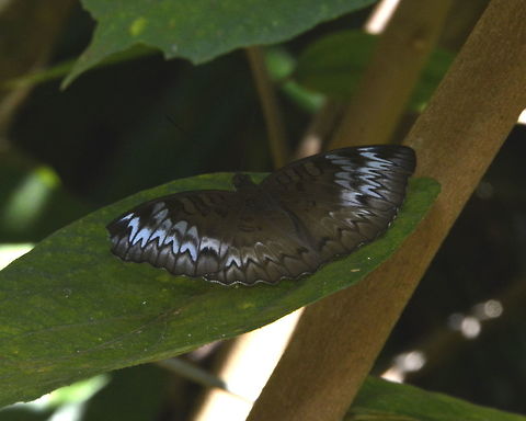 Female Malay Baron - Euthalia monina  Butterfly,Euthalia monina,Geotagged,Malay Baron,Malaysia,Penang,Powdered Baron,Winter