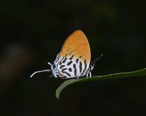 Common Posy - Drupadia ravindra  Butterfly,Common Posy,Drupadia ravindra,Geotagged,Malaysia,Penang,Winter