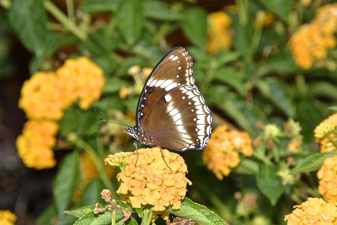 Great Eggfly - Hypolimnas bolina  Butterfly,Geotagged,Great Eggfly,Hypolimnas bolina,Malaysia,Penang,Summer