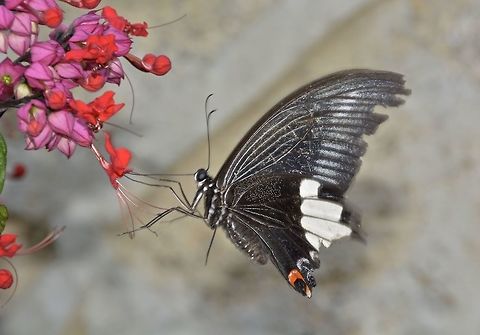 Male Swallowtail Butterfly - Papilio nephelus sunatus Sub-species of Swallowtail Butterfly - Papilio nephelus sunatus Butterfly,Geotagged,Malaysia,Papilio nephelus,Papilio nephelus sunatus,Penang,Summer,Swallowtail