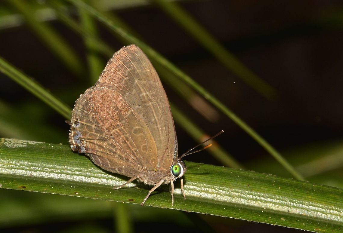 Lycaenid Butterfly  Butterfly,Geotagged,Lycaenidae,Malaysia,Penang,Summer