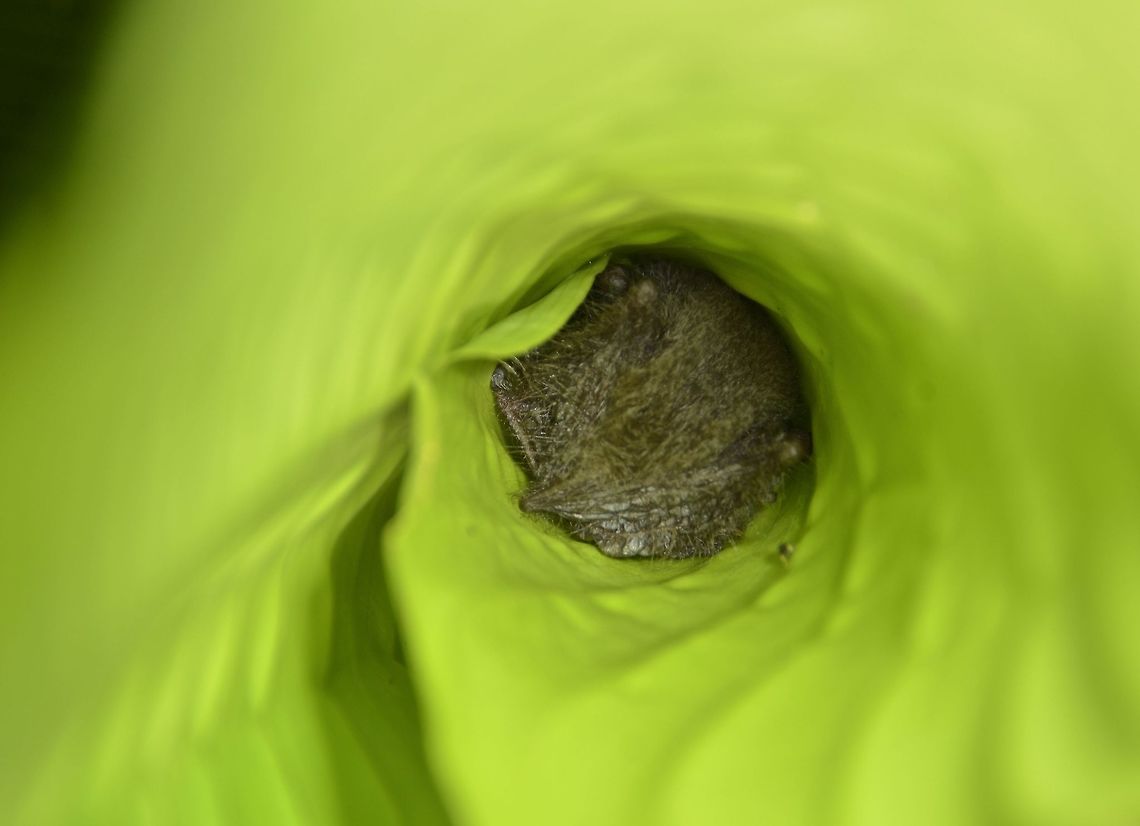 Wooly Bats - Kerivoula sp. Wooly Bat snuggling into the young leafs of Marantaceae plants. According to the Park's staff, the Bat only choose one type of Marantaceae to sleep - Phrynium grandibacteatum. Bats,Fall,Geotagged,Kerivoula,Kerivoula sp,Malaysia,Tawau,Wooly Bats