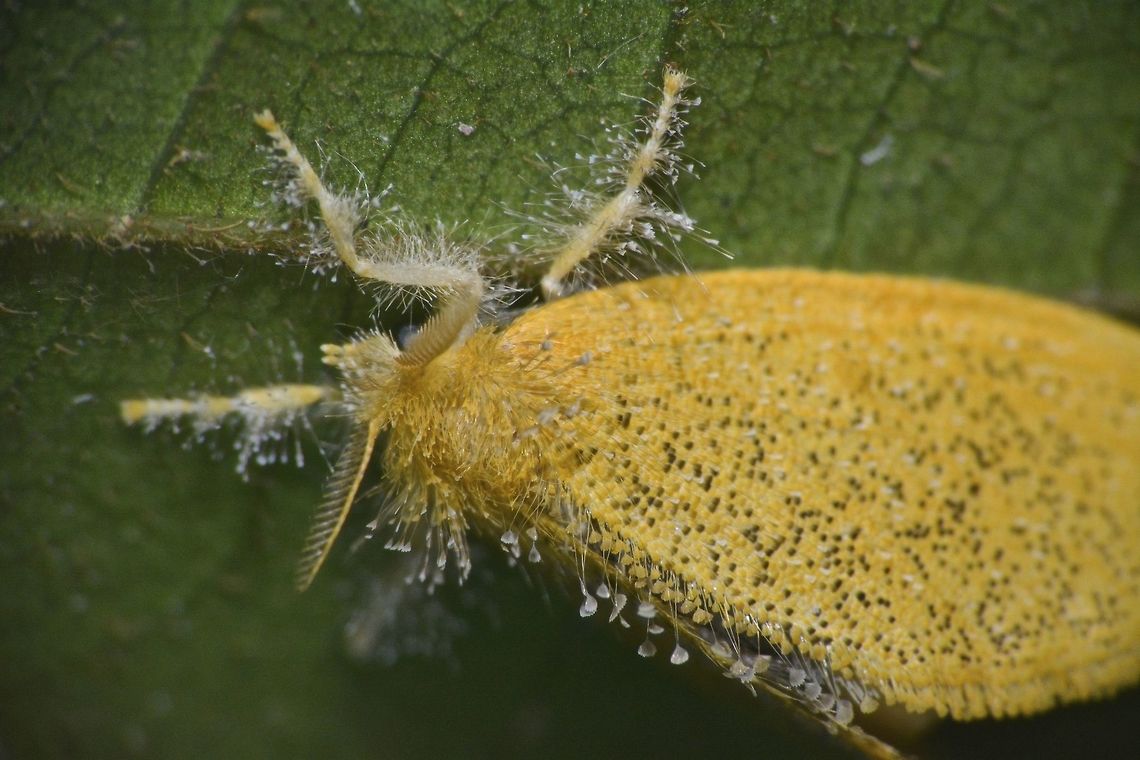 Tussock Moth - Nygmia sp This Tussock Moth - Nygmia sp. has hairy appendages on its body and legs, which I thought could be fungi infection but was told this is what most Tussock Moths have. Fall,Geotagged,Malaysia,Moth,Nygmia,Nygmia sp,Tawau,Tussock Moth