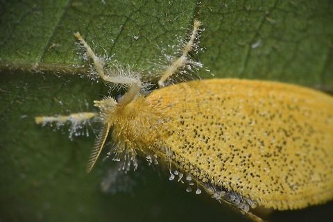 Tussock Moth - Nygmia sp This Tussock Moth - Nygmia sp. has hairy appendages on its body and legs, which I thought could be fungi infection but was told this is what most Tussock Moths have. Fall,Geotagged,Malaysia,Moth,Nygmia,Nygmia sp,Tawau,Tussock Moth