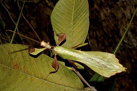 Leaf Insect/Phasmid - Phyllium ericoriai Male Leaf Insect of the species Phyllium ericoriai.
Like all Phyllium species, the males have full wings and are capable of flight, whereas the females have false wings and not capable of flight.  The males have long antennae whereas females have very short antennae.
Their colouration is mostly green, with patches of brown on legs and/or body.  On rare occasion, they can be found in yellow/orange/brown colours. Geotagged,Leaf Insect,Philippines,Phyllium,Phyllium ericoriai,Quezon,Spring