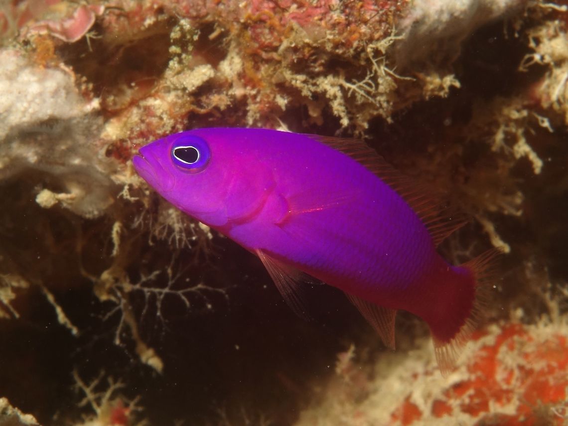 Magenta Dottyback - Pseudochromis porphyreus The Magenta Dottyback - Pseudochromis porphyreus is all magenta in colour, up to 7 cm in size. Dottyback,Fish,Geotagged,Magenta Dottyback,Moal-Boal,Philippines,Pseudochromis porphyreus,Winter,cebu