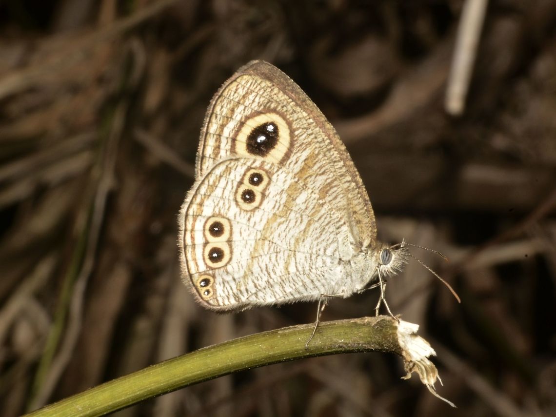 Ypthima stellera stellera Ypthima stellera stellera Benguet,Butterfly,Fall,Geotagged,Philippines,Ypthima stellera
