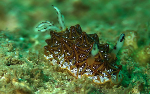 Tessellated Nudibranch - Halgerda tessellata  Anilao,Batangas,Geotagged,Halgerda tessellata,Nudibranch,Philippines,Tessellated Nudibranch