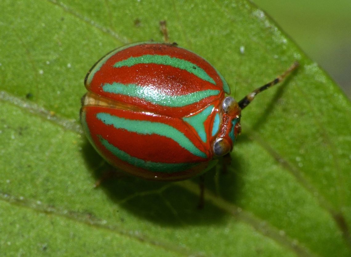 Issid Planthopper - Hemisphaerius formosus The Issid Planthopper - Hemisphaerius formosus is small in size, around 5 mm. Looks like a Beetle. Body is mostly red in colour with green markings. Benguet,Geotagged,Hemisphaerius formosus,Hopper,Issid Planthopper,Philippines,Planthopper,Tuba,Winter