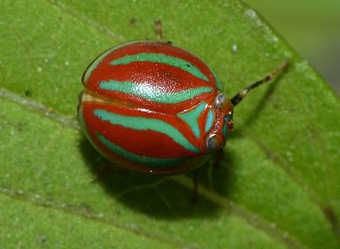 Issid Planthopper - Hemisphaerius formosus The Issid Planthopper - Hemisphaerius formosus is small in size, around 5 mm. Looks like a Beetle. Body is mostly red in colour with green markings. Benguet,Geotagged,Hemisphaerius formosus,Hopper,Issid Planthopper,Philippines,Planthopper,Tuba,Winter