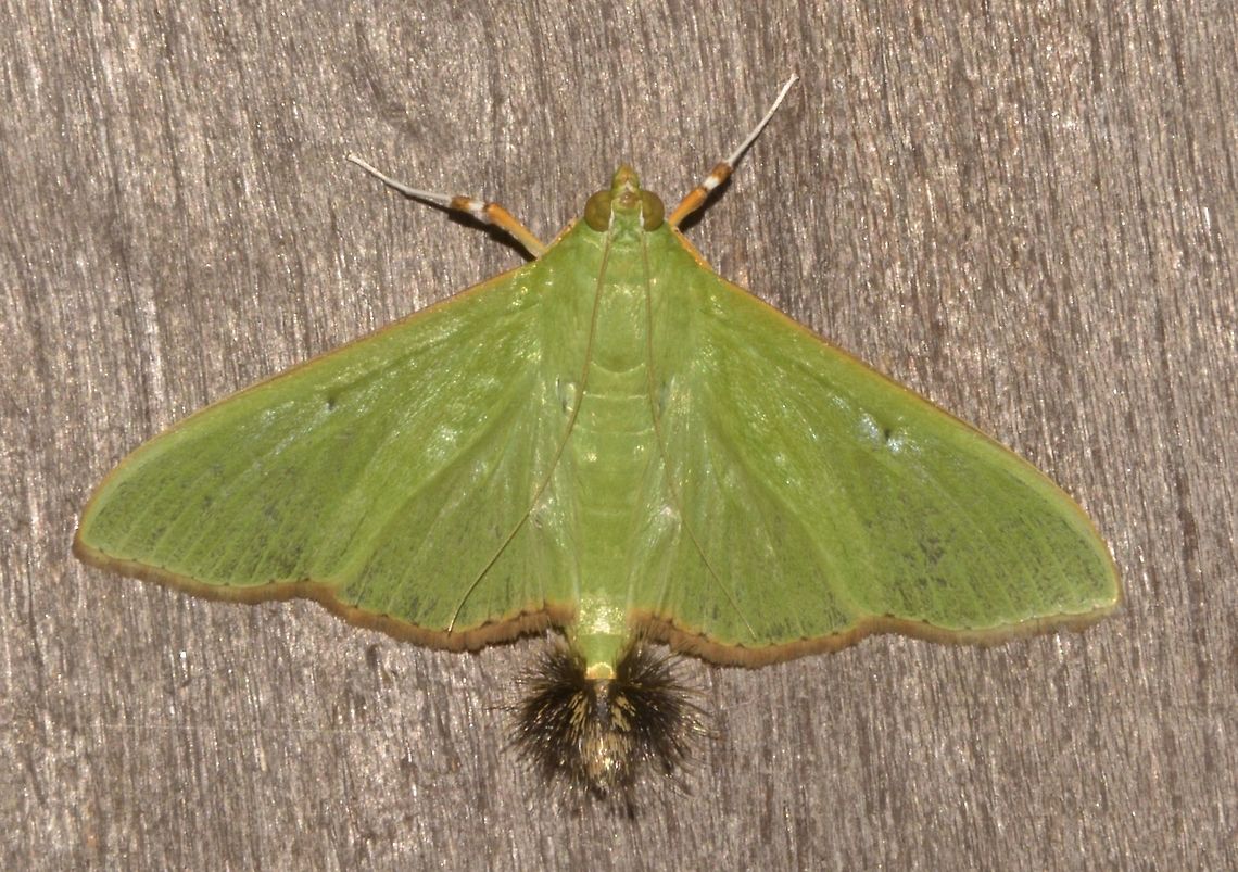 Crambid Moth - Parotis marginata Not fully certain with the ID, nearest to Parotis marginata.<br />
This one was showing its hair pencil. Ambaguio,Crambid Moth,Fall,Geotagged,Moth,Parotis marginata,Philippines