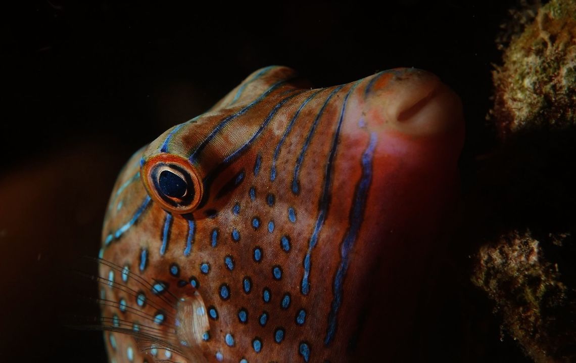 Papuan Toby - Canthigaster papua The Papuan Toby - Canthigaster papua is red-brown; covered with white to blue to green spots, including tail, white to blue to green lines on snout and back, ocellated black spot on dorsal fin base, orange around mouth. Anilao,Batangas,Canthigaster papua,Fish,Geotagged,Papuan Toby,Philippines,Spring,Toby