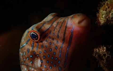 Papuan Toby - Canthigaster papua The Papuan Toby - Canthigaster papua is red-brown; covered with white to blue to green spots, including tail, white to blue to green lines on snout and back, ocellated black spot on dorsal fin base, orange around mouth. Anilao,Batangas,Canthigaster papua,Fish,Geotagged,Papuan Toby,Philippines,Spring,Toby