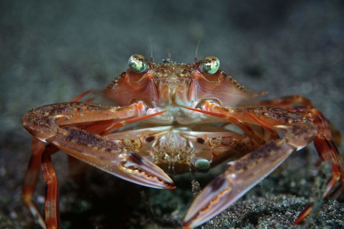 This is how Crabs do it ;) Pair of Swimming Crabs - Portunus sp Anilao,Batangas,Crab,Geotagged,Philippines,Portunus,Portunus gladiator,Portunus sp,Spring,Swimming Crab