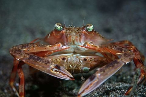 This is how Crabs do it ;) Pair of Swimming Crabs - Portunus sp Anilao,Batangas,Crab,Geotagged,Philippines,Portunus,Portunus gladiator,Portunus sp,Spring,Swimming Crab