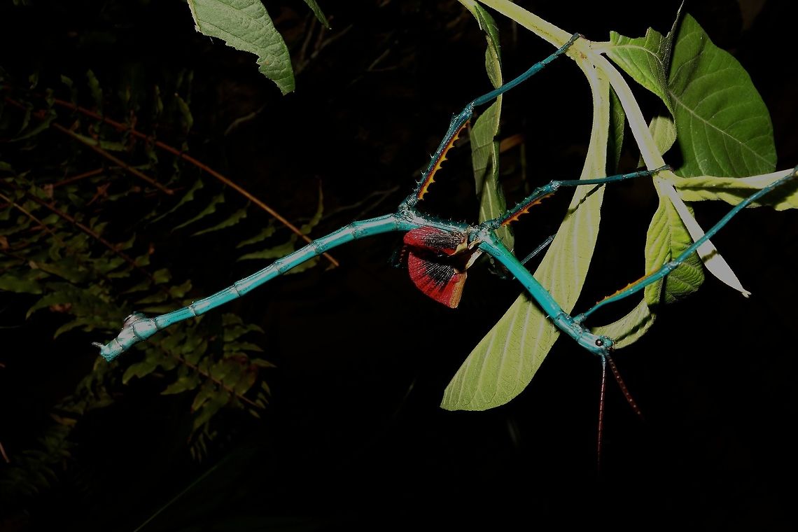 Blue Dragon This is a male Phasmid from the species Achrioptera manga, he has very small red wings which he flashes to scare off predators.<br />
<br />
Saw this at a friend's place who keeps them in their Butterfly Farm.<br />
This species came from Madagascar.<br />
<br />
Update :  This species was newly described as a new species in April 2019, it was previously thought to be the same as Achrioptera fallax.<br />
<br />
<a href="https://www.frontiersin.org/articles/10.3389/fevo.2019.00105/full?fbclid=IwAR1JxPAnj8wy8Y6KsTLMRRJg-y4Hqh8GrgSdXvsV6Hdj6flQC-VJelzTPMk" rel="nofollow">https://www.frontiersin.org/articles/10.3389/fevo.2019.00105/full?fbclid=IwAR1JxPAnj8wy8Y6KsTLMRRJg-y4Hqh8GrgSdXvsV6Hdj6flQC-VJelzTPMk</a> Achrioptera,Achrioptera manga,Phasmid,Stick Insect