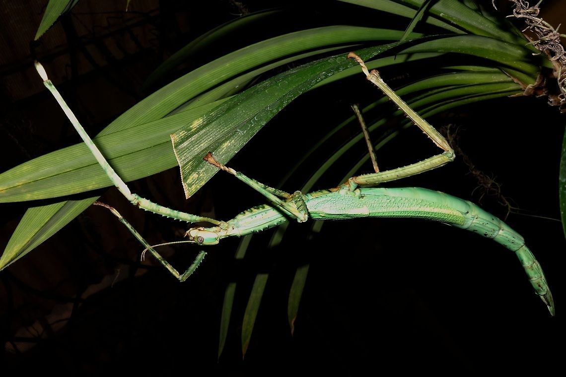 Stick Insect/Phasmid - Eurycnema versirubra Female Phasmid of the species Eurycnema versirubra.<br />
Saw this at a friend's place who keeps them in their Butterfly Farm.<br />
The description of this species mentioned the origin to be from South America but that was in error.  This species are found in Indonesia.<br />
 Eurycnema versirubra,Phasmid,Stick Insect