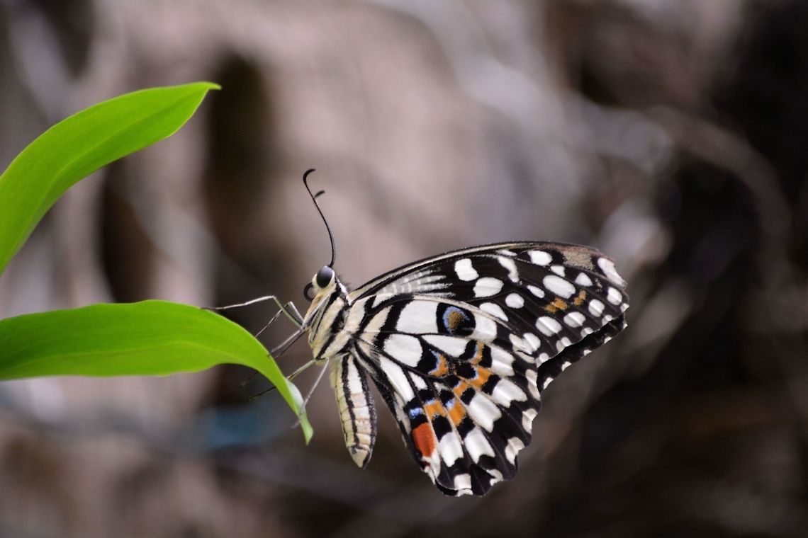 Common Lime - Papilio demoleus demoleus Sub-species of Common Lime - Papilio demoleus demoleus Butterfly,Common Lime,Common Lime Butterfly,Geotagged,Manila,Papilio demoleus,Philippines,Spring