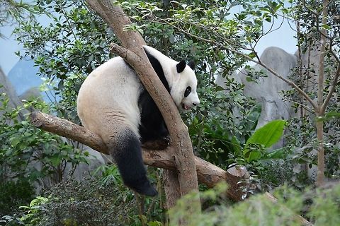 Giant Panda - Ailuropoda melanoleuca Giant Panda at Singapore River Safari Ailuropoda melanoleuca,Geotagged,Giant panda,Panda,Singapore,Summer