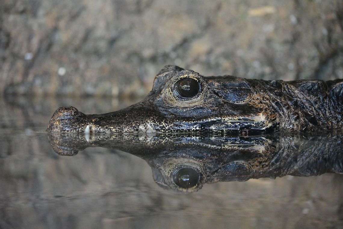 Afrian Dwarf Crocodile - Osteolaemus tetraspis Afrian Dwarf Crocodile - Osteolaemus tetraspis at Singapore River Safari Crocodile,Dwarf crocodile,Geotagged,Osteolaemus tetraspis,Singapore,Summer