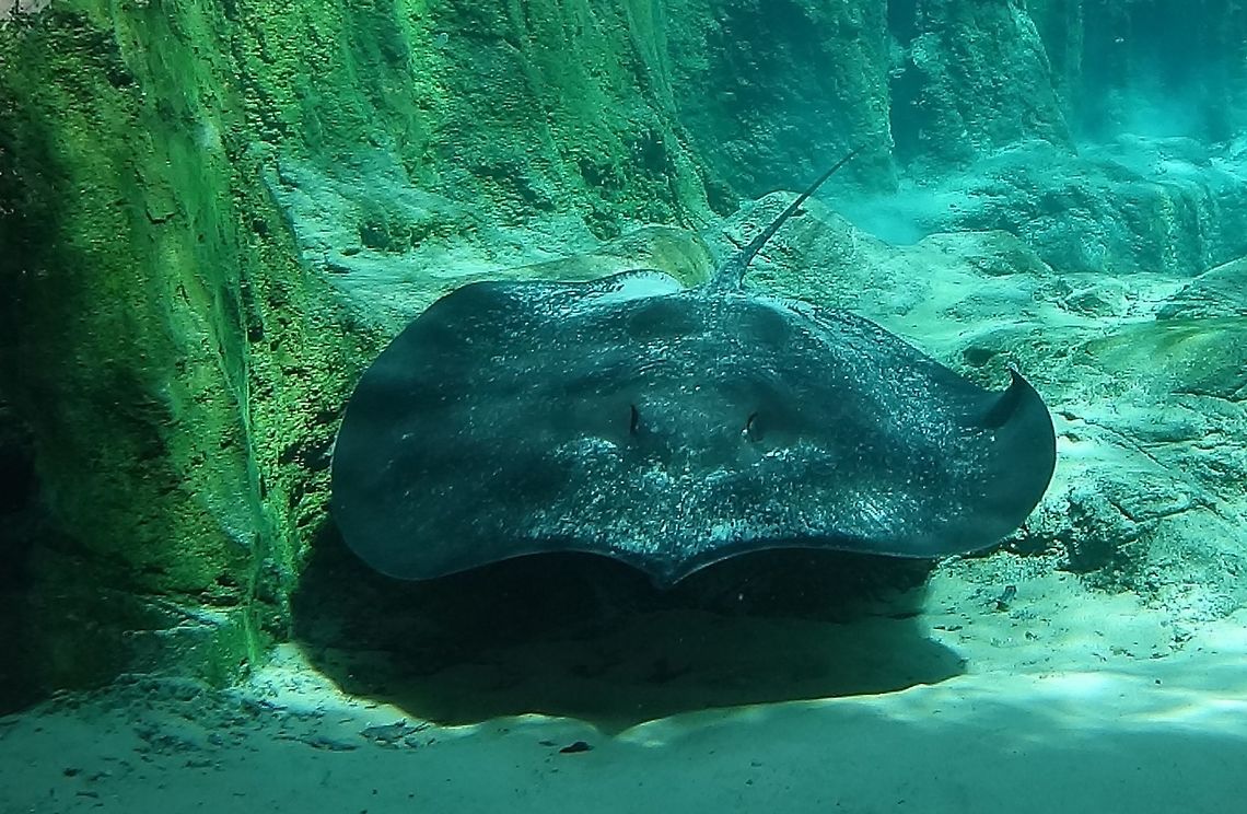 Giant Freshwater Stingray - Himantura polylepis Giant Freshwater Stingray - Himantura polylepis seen at Singapore River Safari Freshwater Stingray,Geotagged,Giant freshwater stingray,Himantura polylepis,Singapore,Stingray,Summer