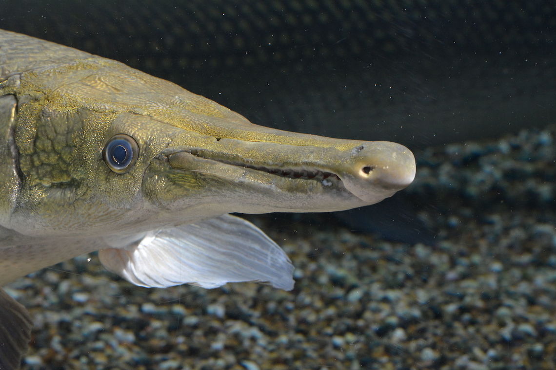 Alligator Gar - Atractosteus spatula Alligator Gar - Atractosteus spatula seen at Singapore River Safari Alligator gar,Atractosteus spatula,Garfish,Geotagged,Singapore,Summer
