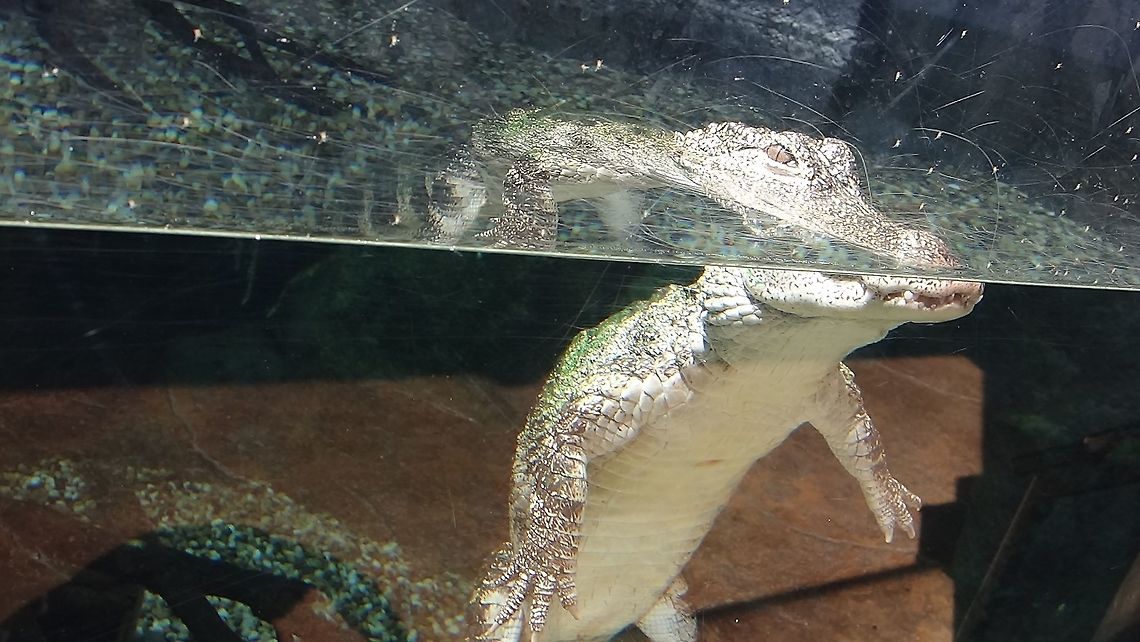 Nile Crocodile - Crocodylus niloticus Nile Crocodile - Crocodylus niloticus seen at Singapore River Safari Crocodile,Crocodylus niloticus,Geotagged,Nile crocodile,Singapore,Summer