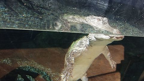Nile Crocodile - Crocodylus niloticus Nile Crocodile - Crocodylus niloticus seen at Singapore River Safari Crocodile,Crocodylus niloticus,Geotagged,Nile crocodile,Singapore,Summer
