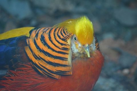Golden Pheasant - Chrysolophus pictus Golden Pheasant - Chrysolophus pictus seen at Singapore River Safari Bird,Chrysolophus pictus,Geotagged,Golden Pheasant,Pheasant,Singapore,Summer