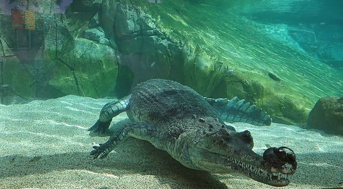Indian Gharial - Gavialis gangeticus Indian Gharial - Gavialis gangeticus seen at Singapore River Safari Gavialis gangeticus,Geotagged,Gharial,Indian Gharial,Singapore