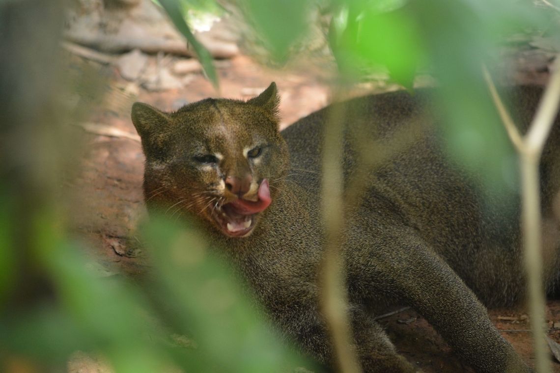 Jaguarundi - Puma yagouaroundi Jaguarundi - Puma yagouaroundi seen at Singapore River Safari<br />
 Geotagged,Jaguarundi,Puma yagouaroundi,Singapore,Summer