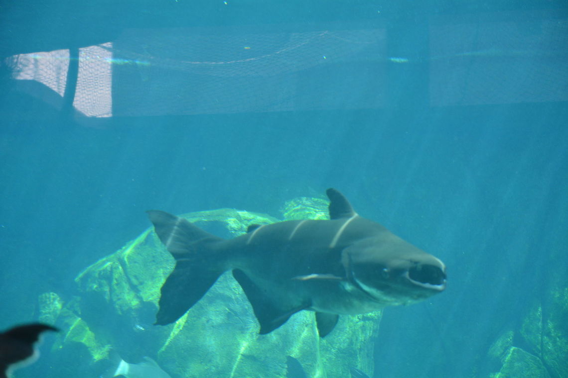 Mekong Giant Catfish - Pangasianodon gigas Mekong Giant Catfish - Pangasianodon gigas seen at Singapore River Safari Catfish,Fish,Geotagged,Giant Catfish,Mekong giant catfish,Pangasianodon gigas,Singapore,Summer