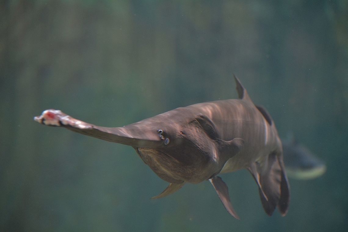 American Paddle Fish - Polyodon spathula American Paddle Fish - Polyodon spathula seen at Singapore River Safari.<br />
It doesn&#039;t looks like this Paddle Fishes are meant to be kept in aquarium, all of them have &#039;damages&#039; at the tip of their Paddle, probably constantly &#039;knocking&#039; onto the walls/barriers that houses them. American paddlefish,Fish,Geotagged,Paddlefish,Polyodon spathula,Singapore,Summer