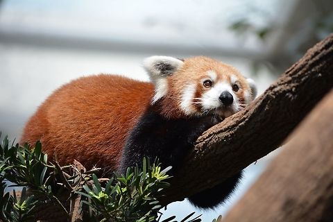 Red Panda - Ailurus fulgens Red Panda - Ailurus fulgens seen at Singapore River Safari Ailurus fulgens,Geotagged,Red panda,Singapore,Summer