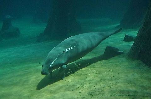 West Indian Manatee - Trichechus manatus West Indian Manatee - Trichechus manatus seen at Singapore River Safari Geotagged,Manatee,Sea Cow,Singapore,Summer,Trichechus manatus,West Indian manatee