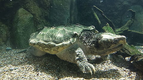 Alligator Snapping Turtle - Macrochelys temminckii Alligator Snapping Turtle - Macrochelys temminckii seen at Singapore River Safari Alligator snapping turtle,Geotagged,Macrochelys temminckii,Singapore,Snapping Turtle,Summer