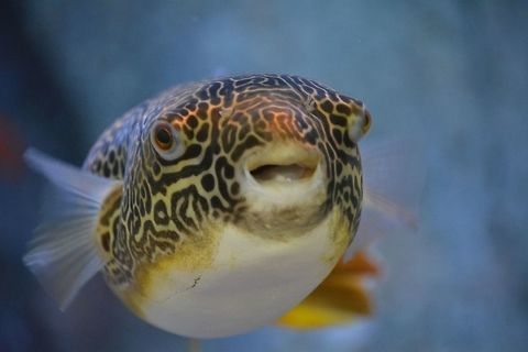Mbu pufferfish