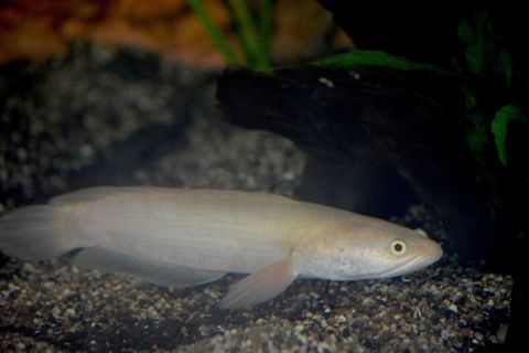 Snakehead - Channa striata Snakehead - Channa striata seen at Singapore River Safari Channa striata,Fish,Geotagged,Singapore,Snakehead,Striped snakehead,Summer