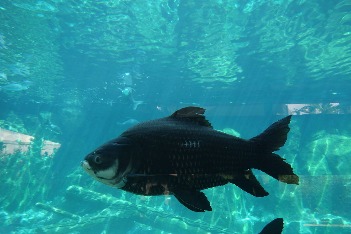 Giant Siamese Carp - Catlocarpio siamensis Giant Siamese Carp - Catlocarpio siamensis seen at Singapore River Safari Carp,Catlocarpio siamensis,Fish,Geotagged,Giant Carp,Giant barb/Siamese giant carp,Singapore,Summer