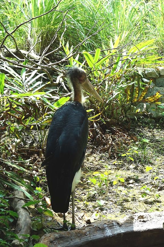 Lesser Adjutant Stork - Leptoptilos javanicus Lesser Adjutant Stork - Leptoptilos javanicus seen at Singapore River Safari Bird,Geotagged,Leptoptilos javanicus,Lesser Adjutant,Singapore,Stork,Summer
