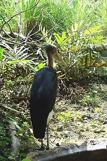 Lesser Adjutant Stork - Leptoptilos javanicus Lesser Adjutant Stork - Leptoptilos javanicus seen at Singapore River Safari Bird,Geotagged,Leptoptilos javanicus,Lesser Adjutant,Singapore,Stork,Summer