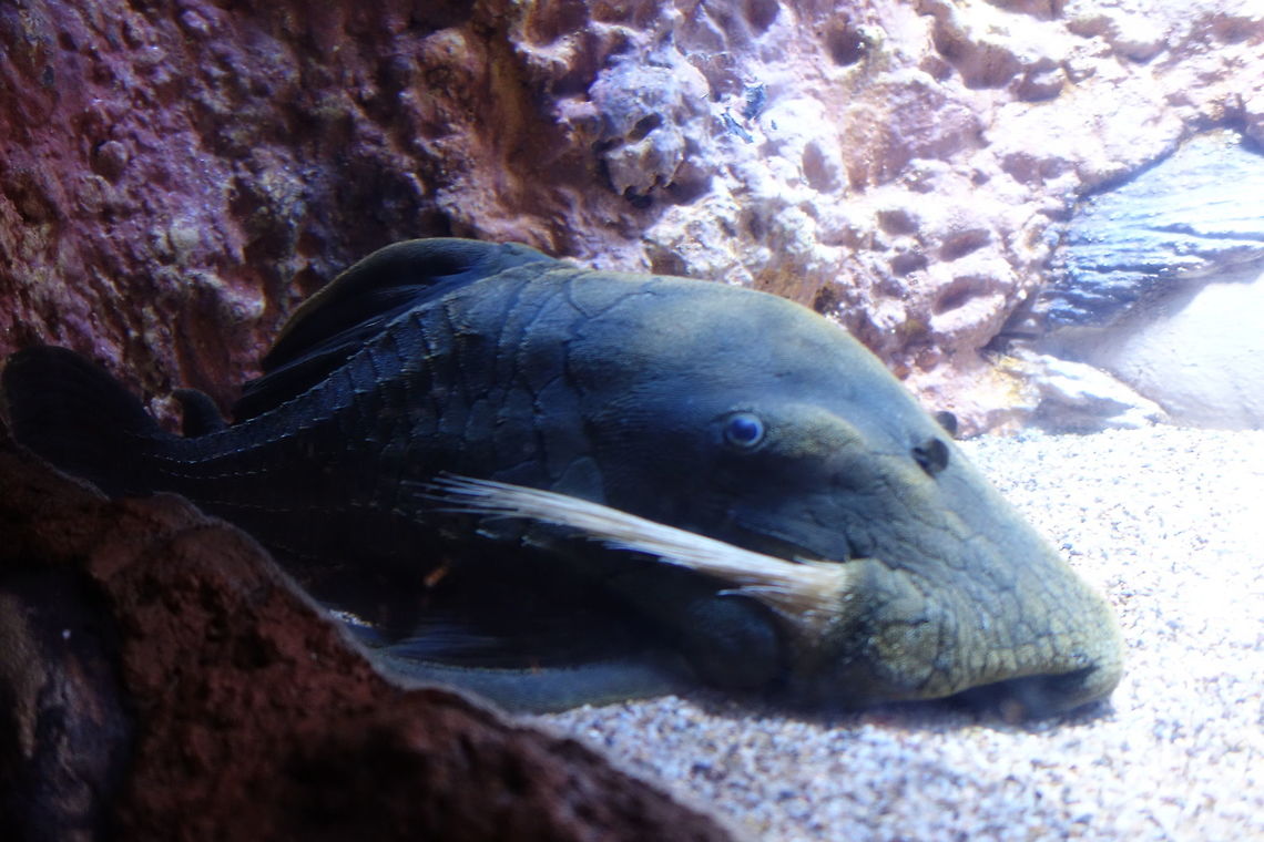 Black Ghost Knifefish - Apteronotus albifrons Black Ghost Knifefish - Apteronotus albifrons seen at Singapore River Safari.<br />
<br />
They are a weakly electric fish and got their Ghost name because South American natives believe that the ghosts of the departed take up residence in these fish. Apteronotus albifrons,Black ghost knifefish,Fish,Geotagged,Knifefish,Singapore,Summer