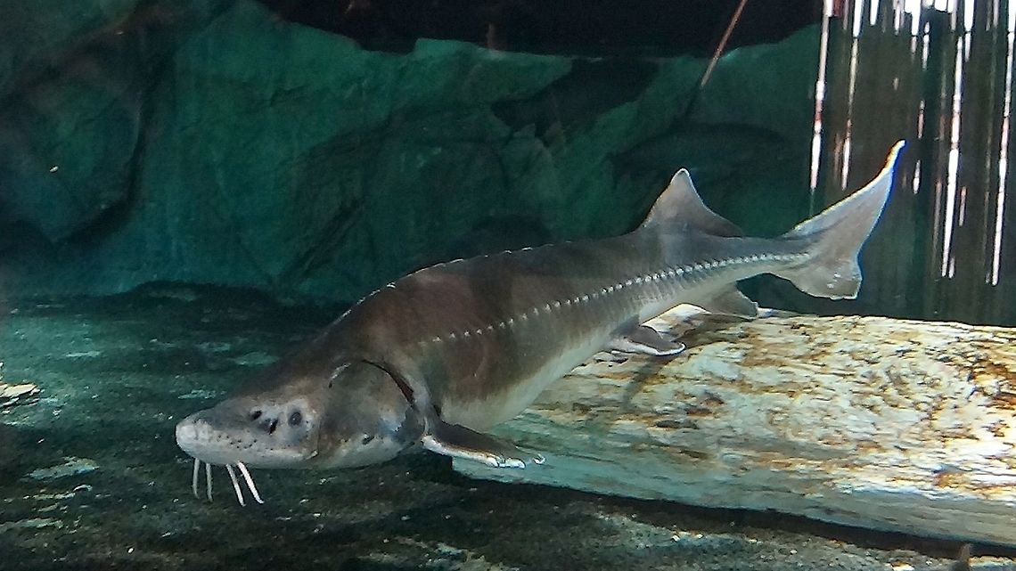 Sturgeon Fish - Acipenser brevirostrum  Acipenser brevirostrum,Fish,Geotagged,Shortnose sturgeon,Singapore,Sturgeon Fish,Summer