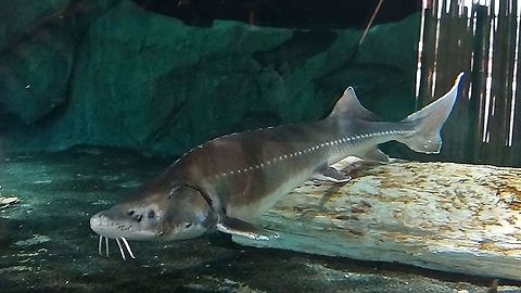 Sturgeon Fish - Acipenser brevirostrum  Acipenser brevirostrum,Fish,Geotagged,Shortnose sturgeon,Singapore,Sturgeon Fish,Summer