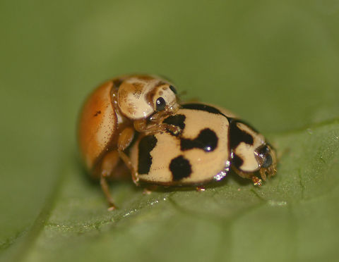 Ladybird Love A pair of Variable Ladybird Beetle - Coelophora inaequalis Anilao,Batangas,Beetle,Coelophora inaequalis,Geotagged,Ladybird,Philippines,Summer