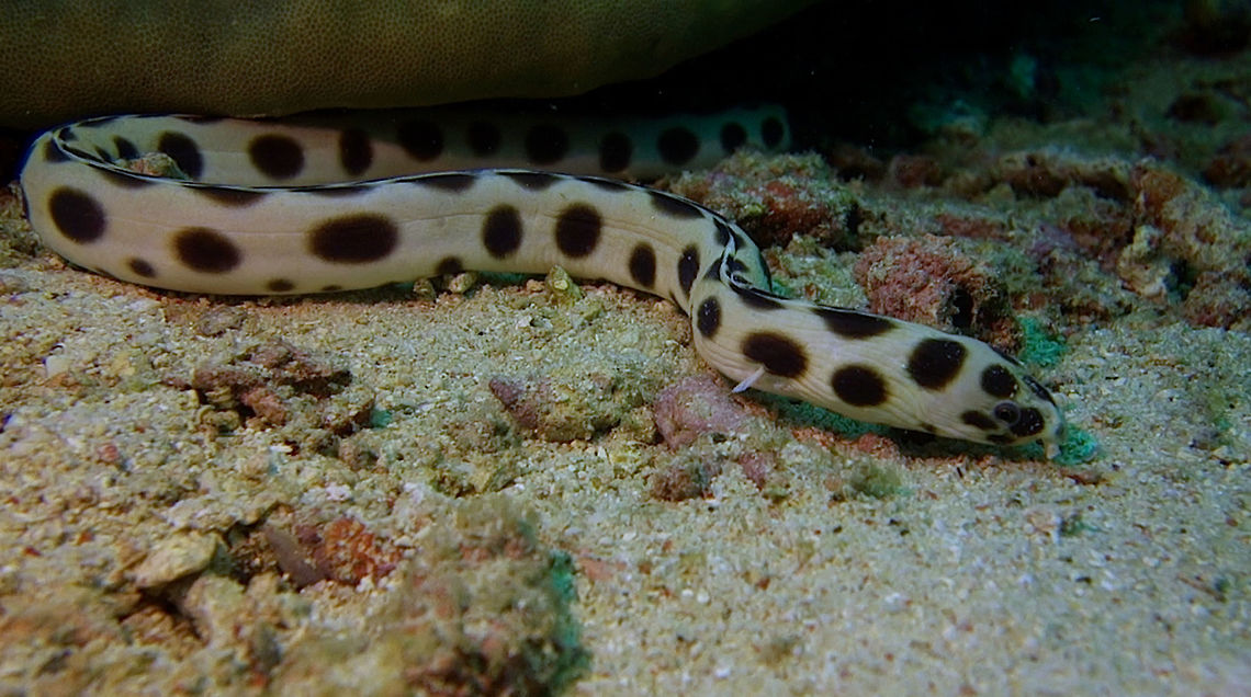Spotted Snake Eel - Myrichthys maculosus The Spotted Snake Eel - Myrichthys maculosus is yellowish to cream with large dark oval spots; overhanging snout with long tubular nostrils, small pectoral fins. Anilao,Batangas,Geotagged,Myrichthys maculosus,Philippines,Snake Eel,Spotted Snake Eel