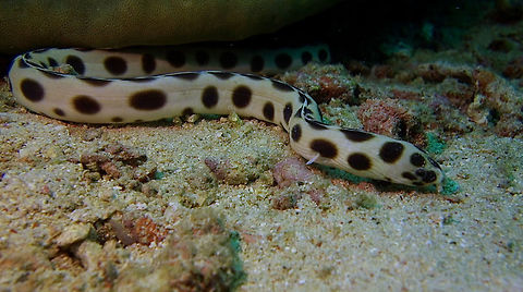Spotted Snake Eel - Myrichthys maculosus The Spotted Snake Eel - Myrichthys maculosus is yellowish to cream with large dark oval spots; overhanging snout with long tubular nostrils, small pectoral fins. Anilao,Batangas,Geotagged,Myrichthys maculosus,Philippines,Snake Eel,Spotted Snake Eel